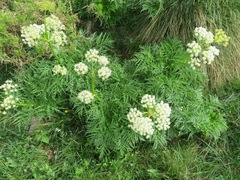 Molopospermum peloponnesiacum