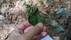 Acer rubrum drummondii