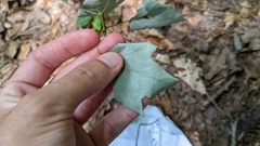 Acer rubrum drummondii