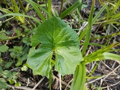 Petasites radiatus