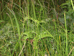 Gleichenia rupestris
