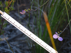 Comesperma defoliatum