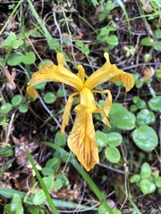 Iris innominata