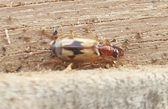 Cymindis andreae