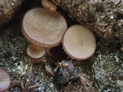 Pseudombrophila theioleuca