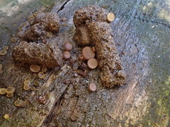 Pseudombrophila theioleuca