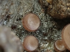 Pseudombrophila theioleuca