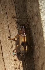 Cymindis andreae