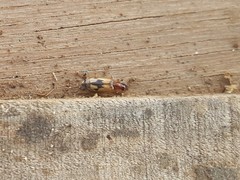 Cymindis andreae