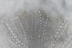 Pseudombrophila theioleuca