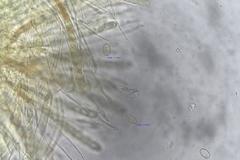 Pseudombrophila theioleuca