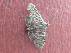 Glyphodes multilinealis