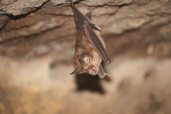 Blyth's Horseshoe Bat photo 2