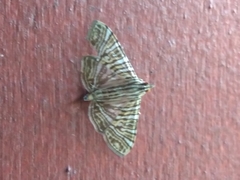 Glyphodes multilinealis