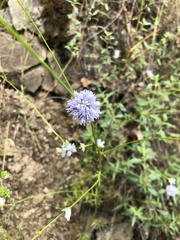 Gilia capitata capitata