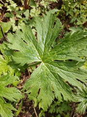 Aconitum septentrionale