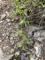 Gilia capitata capitata