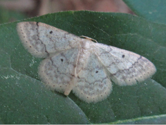Idaea biselata