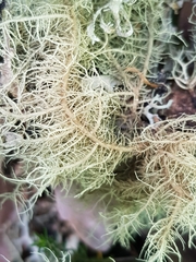 Usnea ceratina