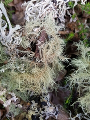 Usnea ceratina