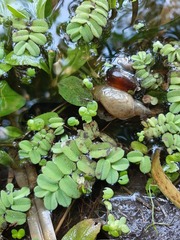 Salvinia natans