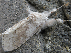 Calliteara pseudabietis