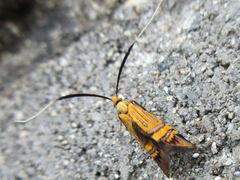 Nemophora staudingerella