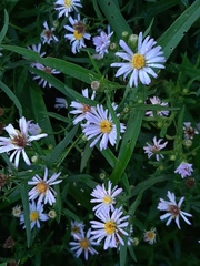 Symphyotrichum novi-belgii