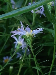 Symphyotrichum novi-belgii