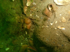 Dendrodoa grossularia