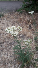 Achillea