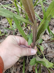 Campanula cervicaria