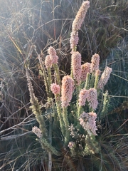 Erica alopecurus