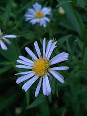 Symphyotrichum novi-belgii