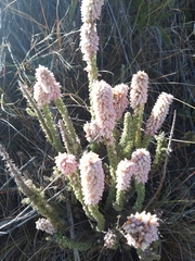 Erica alopecurus
