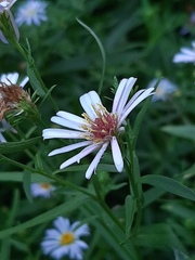 Symphyotrichum novi-belgii