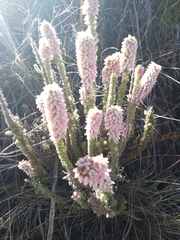 Erica alopecurus