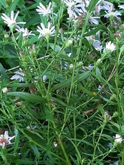 Symphyotrichum novi-belgii
