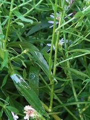 Symphyotrichum novi-belgii
