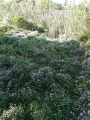 Symphyotrichum novi-belgii