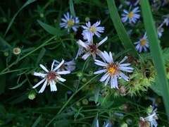 Symphyotrichum novi-belgii