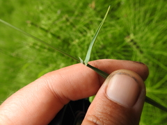 Phalaris californica