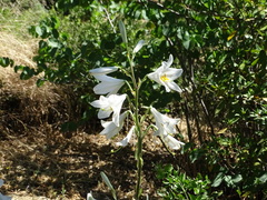 Lilium candidum