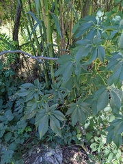 Aesculus californica