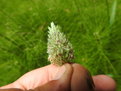 Phalaris californica