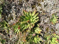 Craterostigma wilmsii