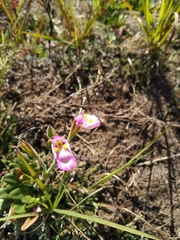 Craterostigma wilmsii