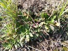 Craterostigma wilmsii