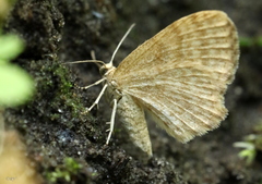 Euchoeca nebulata