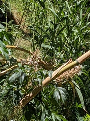 Aesculus californica